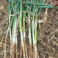 鸡泽长白大葱质量好价格公正