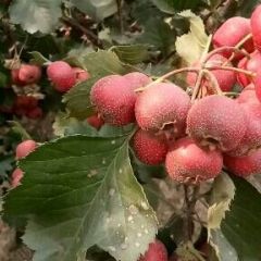 果农出售大山楂果，手摘果，切片果