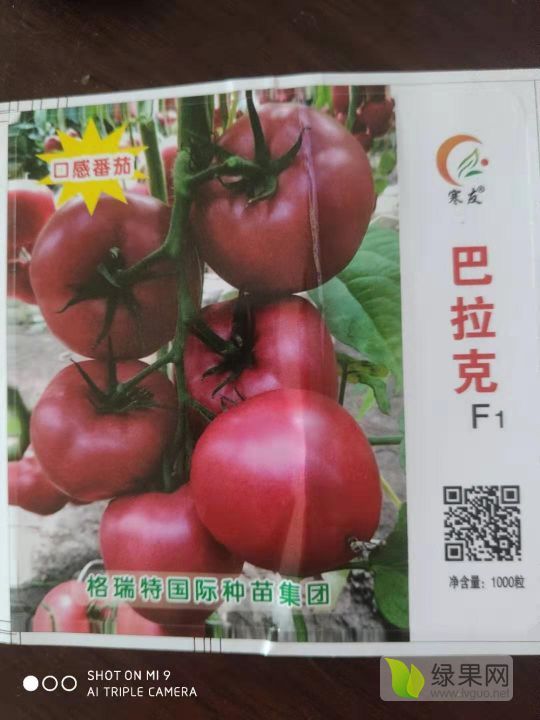 2019年山东历城老味道口感番茄价格