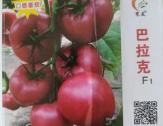 巴拉克 兼顾商品性与口感的 番茄新品种