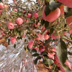 寒富，富士，黄元帅，乔纳金，欢迎订购