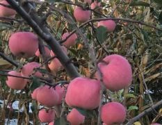 陕西马旬邑苹果产地海拔较高，光照良好。苹果生长期内昼夜栏