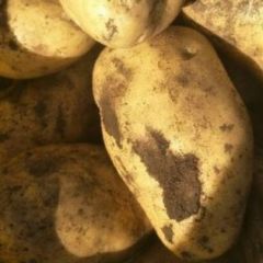 大量供应土豆，自家种！品质优，价格美丽