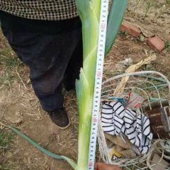 无极老周又来卖大葱了～～～