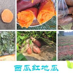 西瓜红（普薯32号）红薯 大批发