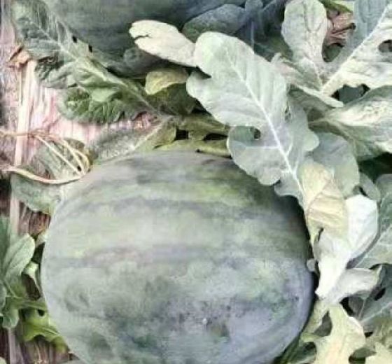 宝威无籽价格