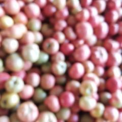 粉红西红柿大量供应中