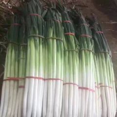 章丘大葱开始售卖 价格优惠 口感最佳