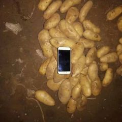 226、西森、斯凡特、V7等