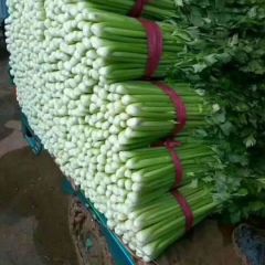 精品芹菜，可以装袋子。散装，装箱。