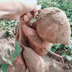 2019延津大批量红薯龙九待出售，红薯个大无缝