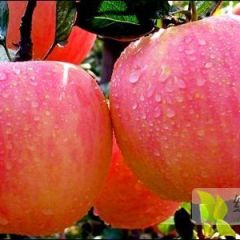 陕西红富士苹果