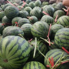 特小凤西瓜滞销中6毛时代