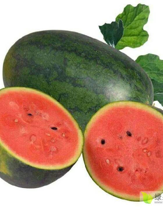 黑美人西瓜保熟保甜