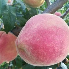 遵化鲜桃上市了