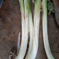 河北大葱质量好价格便宜，农户直销大葱长白葱