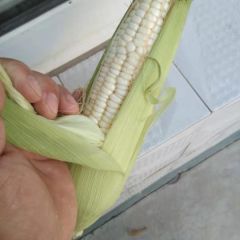 河北黏玉米糯玉米质量好价格便宜口感润滑邢台黏玉米