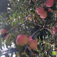 寒富苹果1元一斤