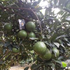 崇左市扶绥县优质红江橙