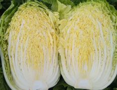 黄芯白菜4-5-6斤