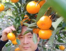 收橘子橙子沙糖桔多种水果