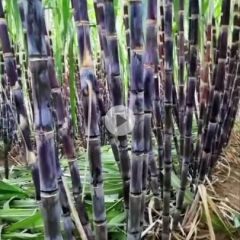 主营西瓜辣椒甘蔗