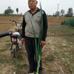 无极老周3亩优质大头葱开始卖了～