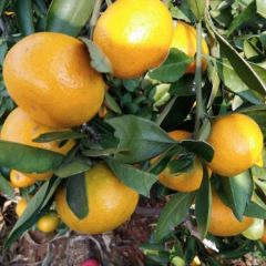 蜜橘 柑橘云南特早蜜桔