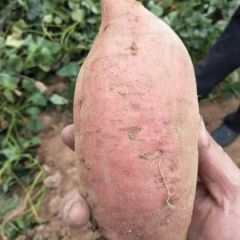 烟薯25 蜜薯 烤红薯必选 不甜不要钱