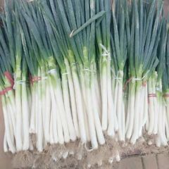 2019桓台大葱价格波动不大