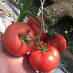 山东寿光硬粉西红柿香甜可口