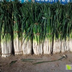 天好地好大葱好！