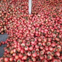 山东费县西红柿大量上市