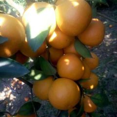 大量供应红江橙