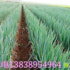 河南优质大葱大量供应