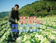山东滕州求购大白菜哪里有收大白菜代收联系电话