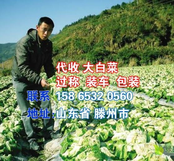 2019年山东滕州滕州大白菜价格