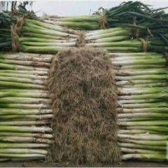 精品长白大葱就是好