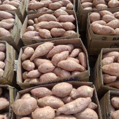 大量供应坡地龙薯九号