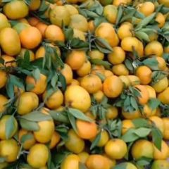 好桔子天天有 货源充足