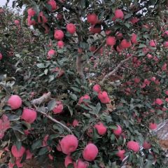 辽宁绥中精品苹果产地直供