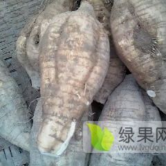 供应广西粉葛 葛根