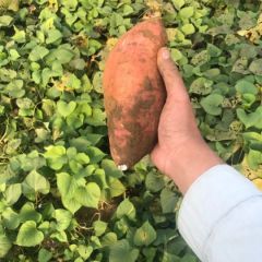 100亩地瓜大量出售13791751226