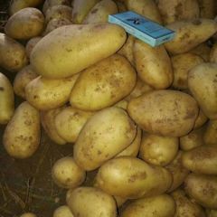 内蒙武川土豆