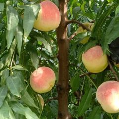 桃享佳（临漳商海青）