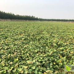 100亩地瓜出售个大匀称13791751226