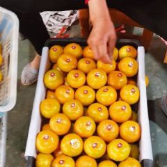 产地直销，可以实地看货