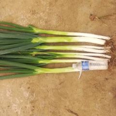 河北邢台柏乡县长白大葱大量供应