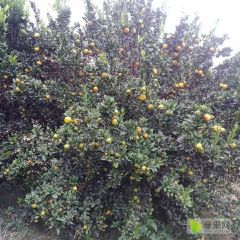 桂北南丰蜜桔-良心代办