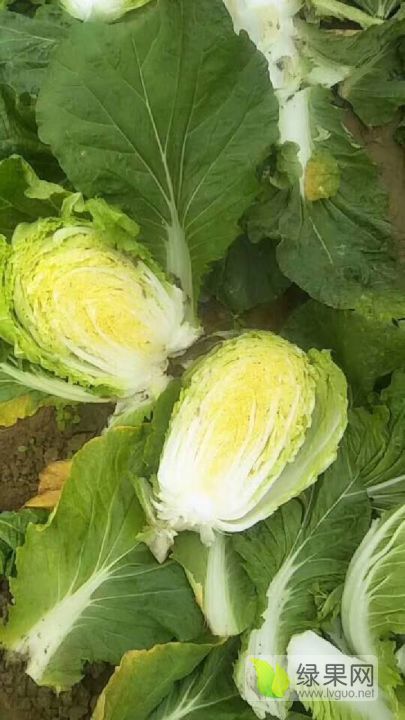 2019年河南夏邑青杂三号价格